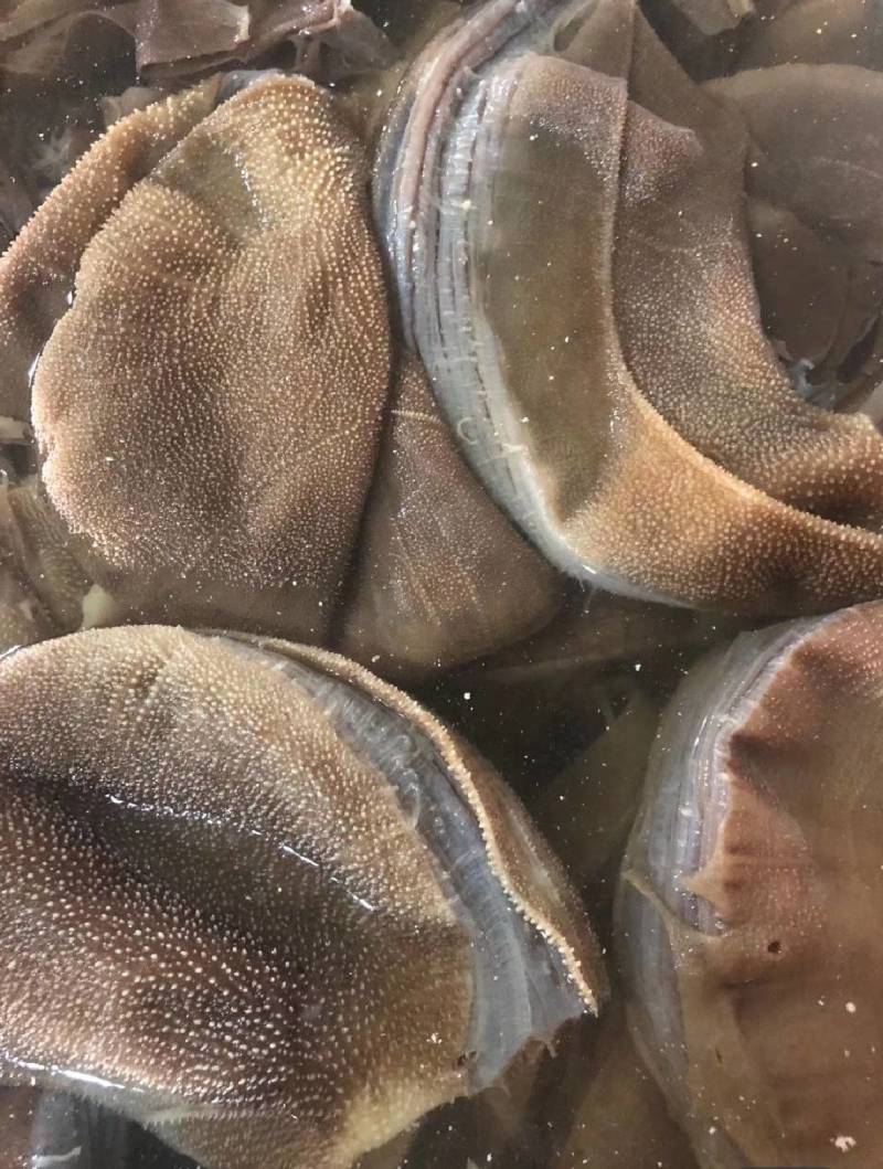 四川成都黄牛大叶片厂家直销，一手货源，中高档毛肚