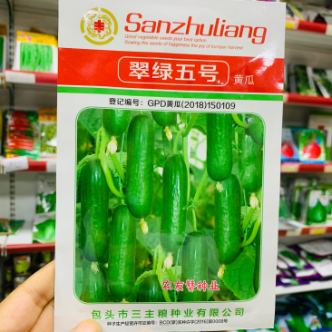 水果黄瓜种子口感好荷兰水果黄瓜特抗病长势强节节有瓜
