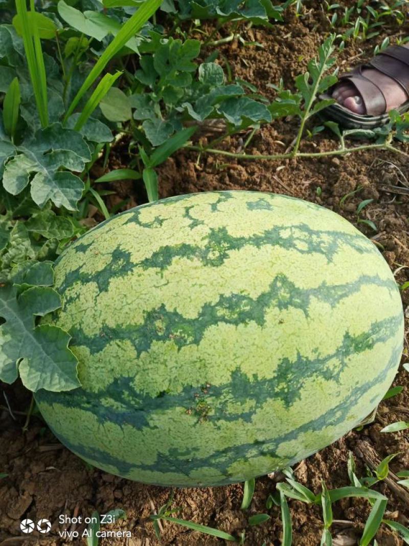 水果蔬菜