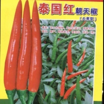 泰国红单生朝天椒高辣大果抗病硬度好商品性强产量高