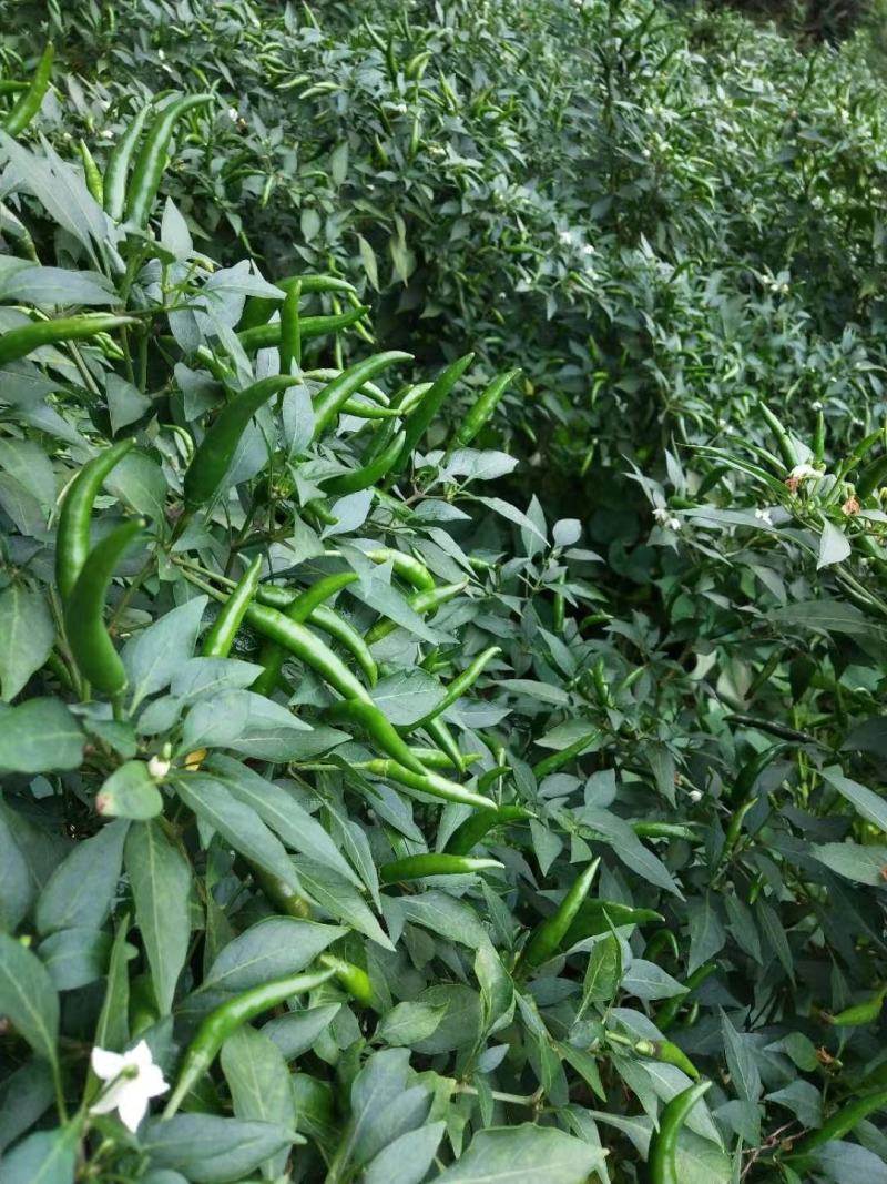 泰国红单生朝天椒高辣大果抗病硬度好商品性强产量高