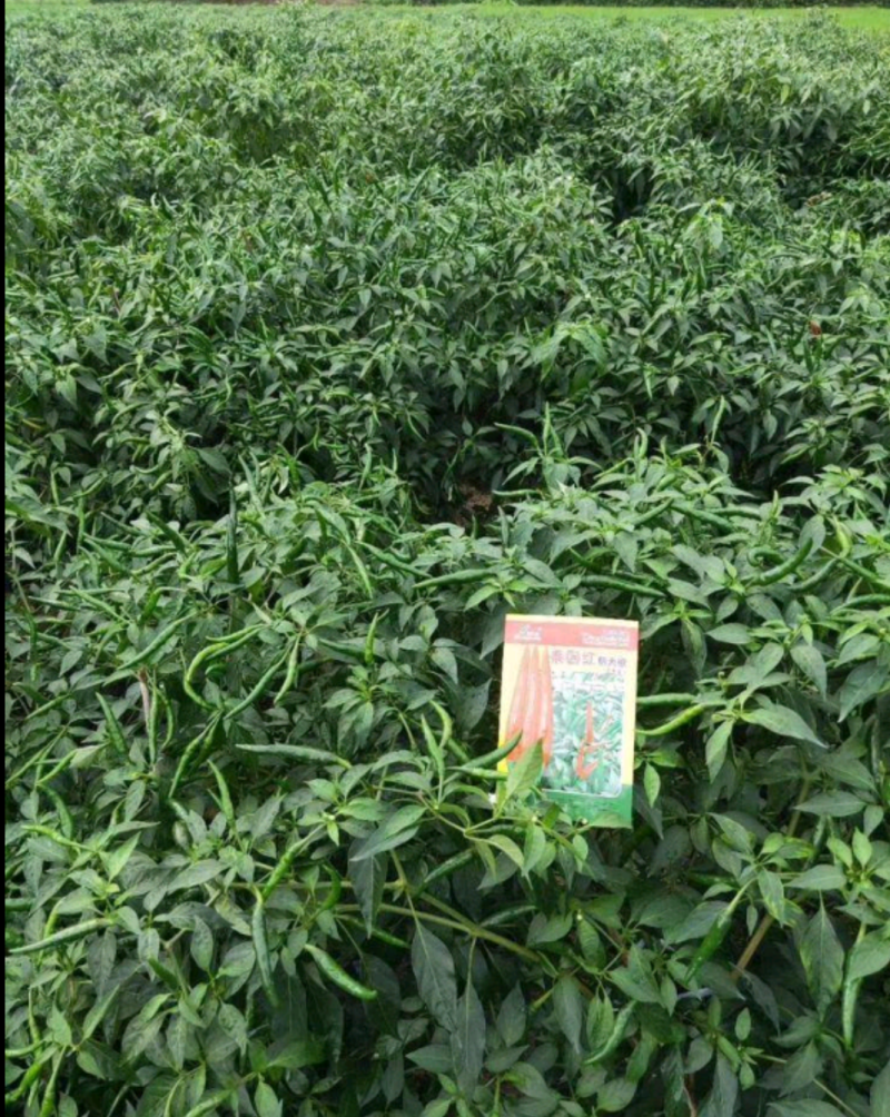 泰国红单生朝天椒高辣大果抗病硬度好商品性强产量高