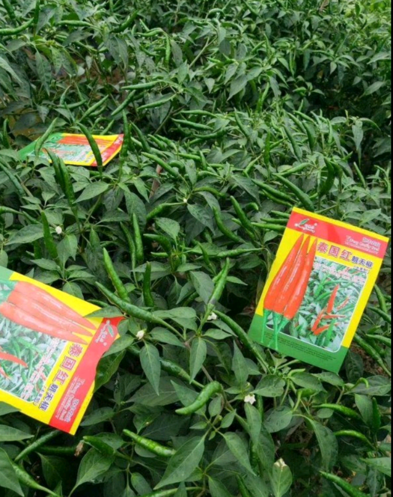泰国红单生朝天椒高辣大果抗病硬度好商品性强产量高