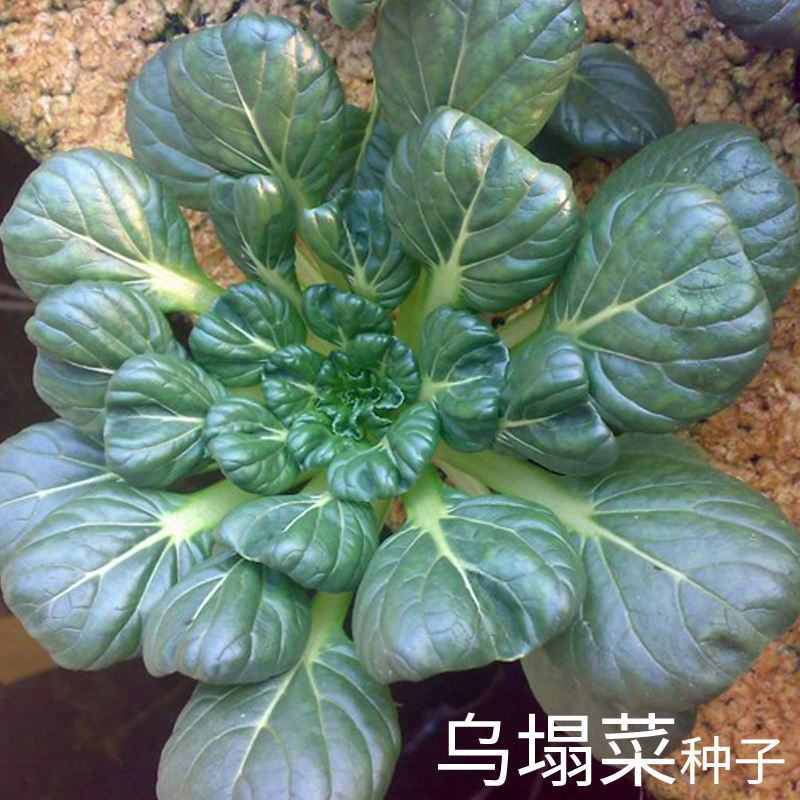 乌塌菜种子高钙保健蔬菜养心菜黑白菜种子四季播种农家绿色蔬
