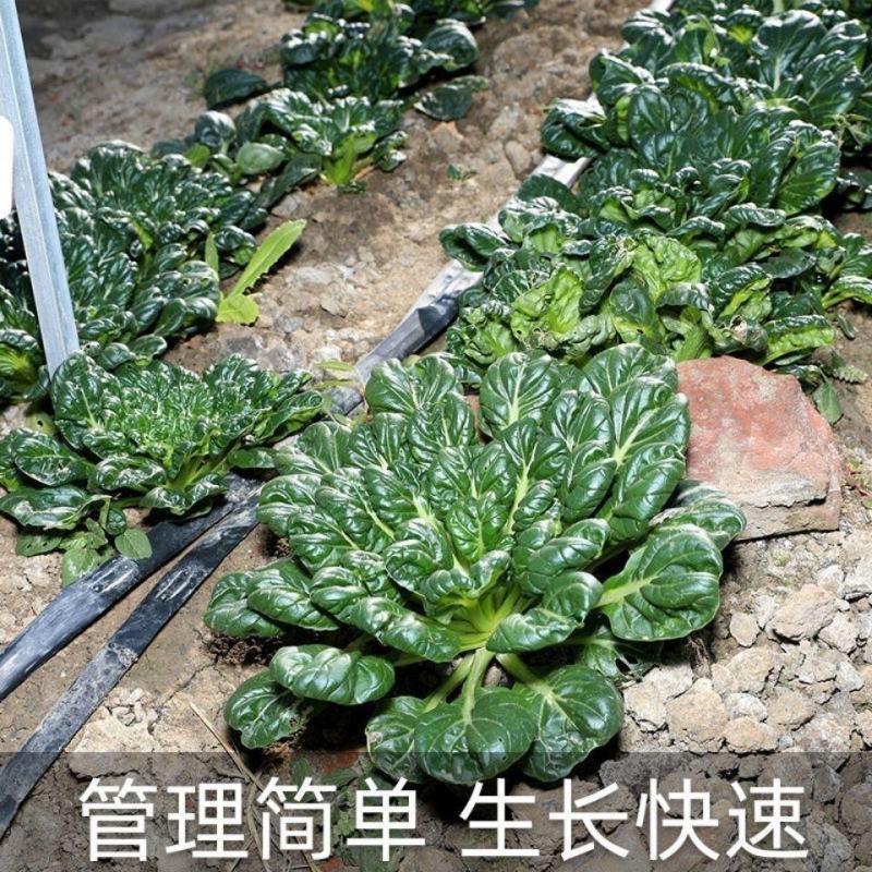 乌塌菜种子高钙保健蔬菜养心菜黑白菜种子四季播种农家绿色蔬