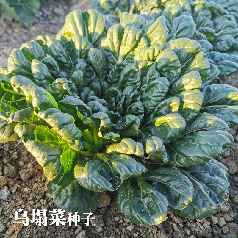 乌塌菜种子高钙保健蔬菜养心菜黑白菜种子四季播种农家绿色蔬