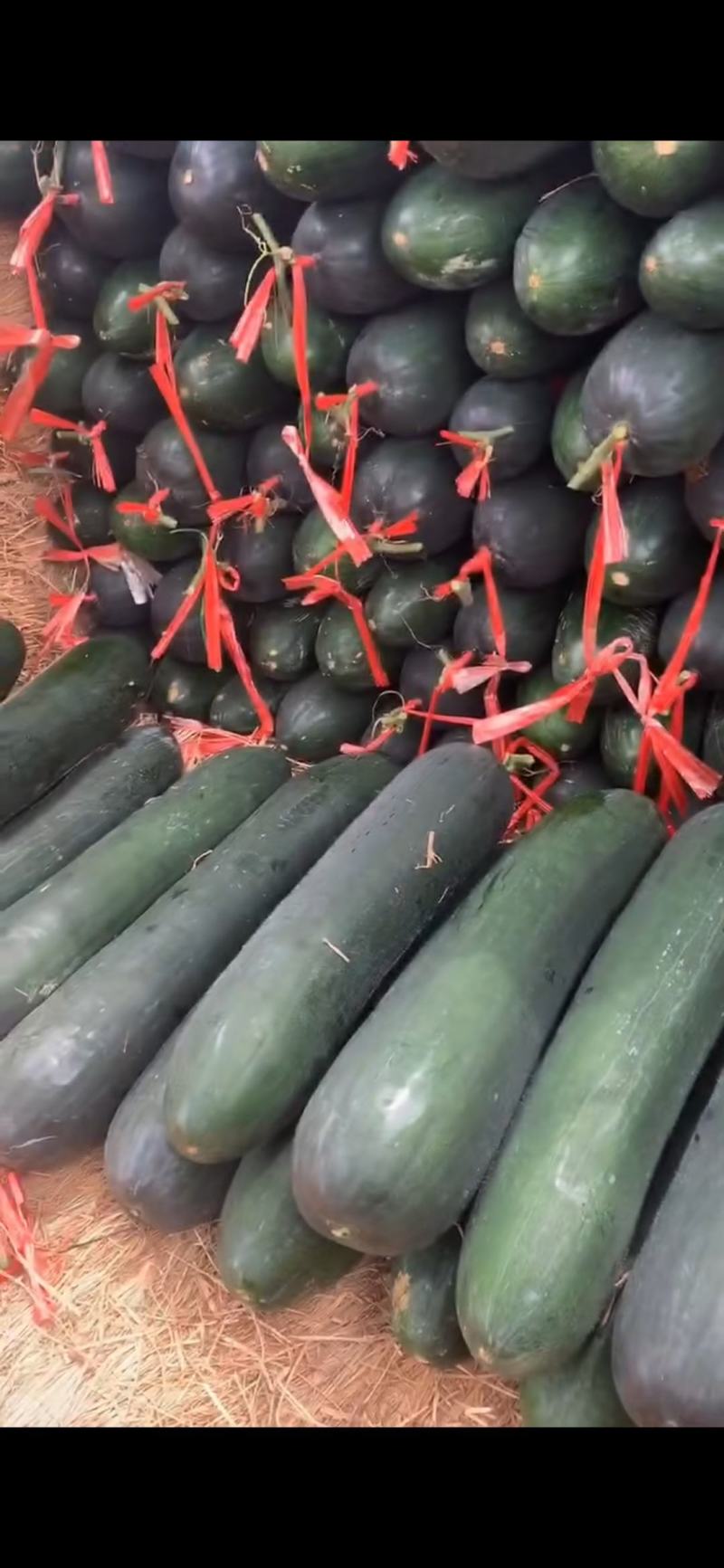 广西马山冬瓜，基地直发，保质保量，保证货对版，价格优惠
