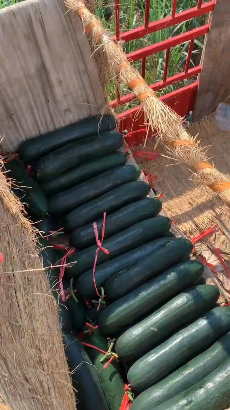 广西马山冬瓜，基地直发，保质保量，保证货对版，价格优惠