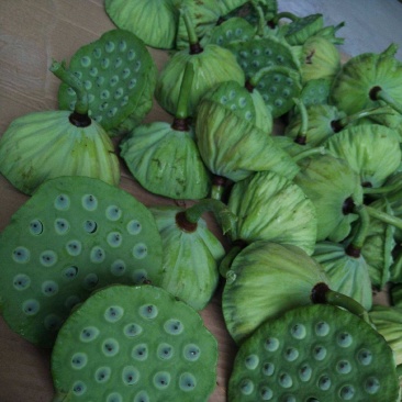 鲜莲子