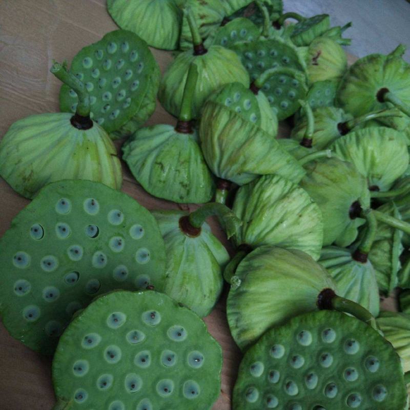 鲜莲子