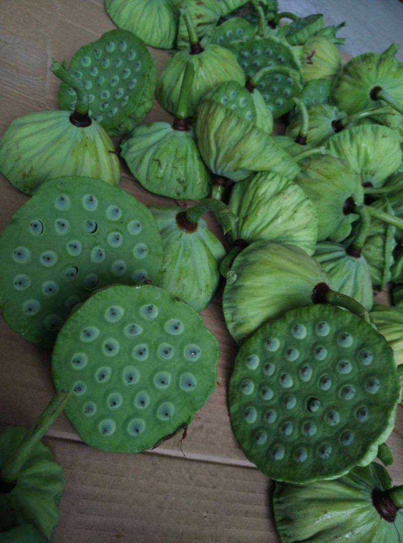 鲜莲子