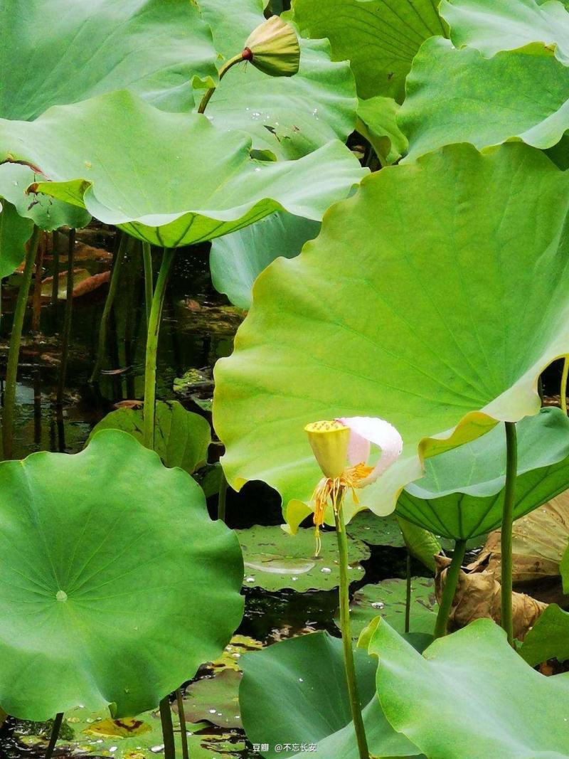 鲜莲子