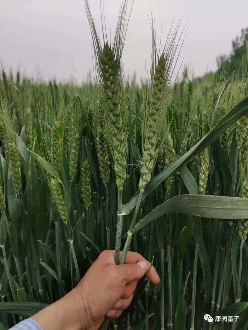 铁杆吨麦