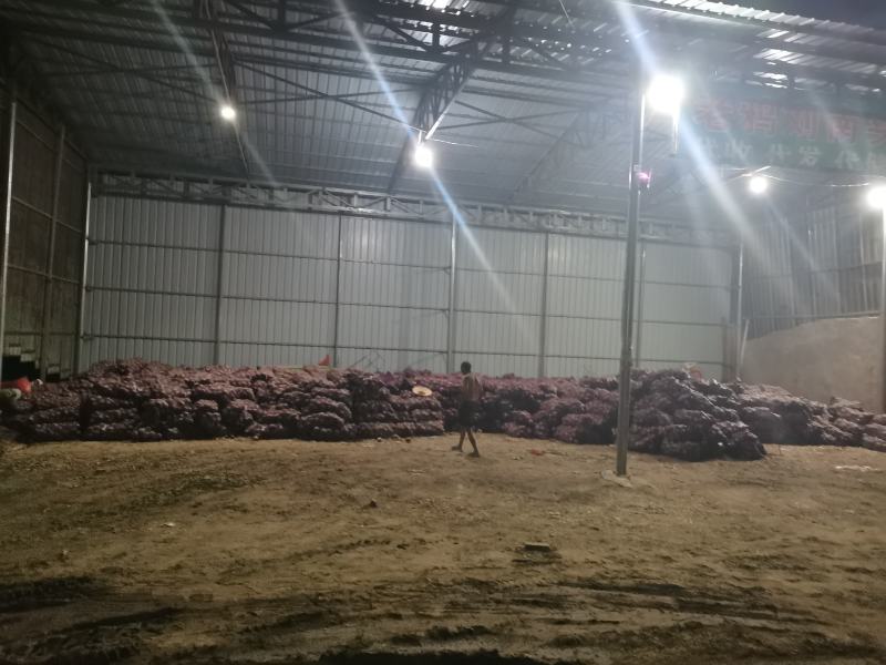 常年供应电商市场专用洋葱质量保证需要的联系