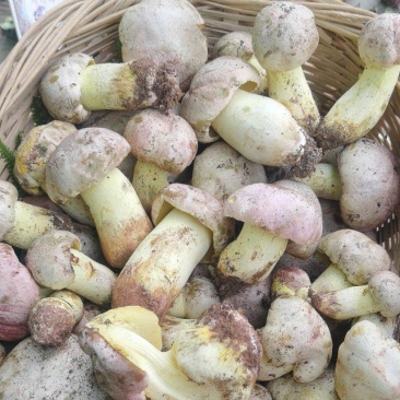 野生菌白葱菌云南楚雄南华野生菌