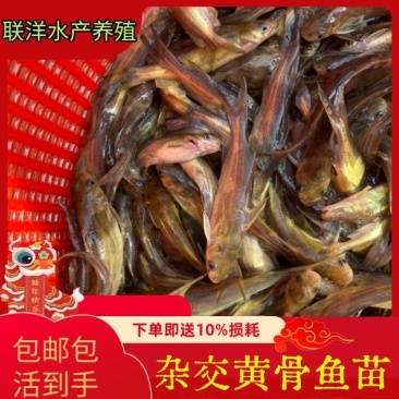 黄骨鱼苗杂交黄骨鱼苗黄颡鱼苗黄辣丁鱼苗百万现货