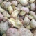 野生菌白葱菌云南楚雄南华野生菌