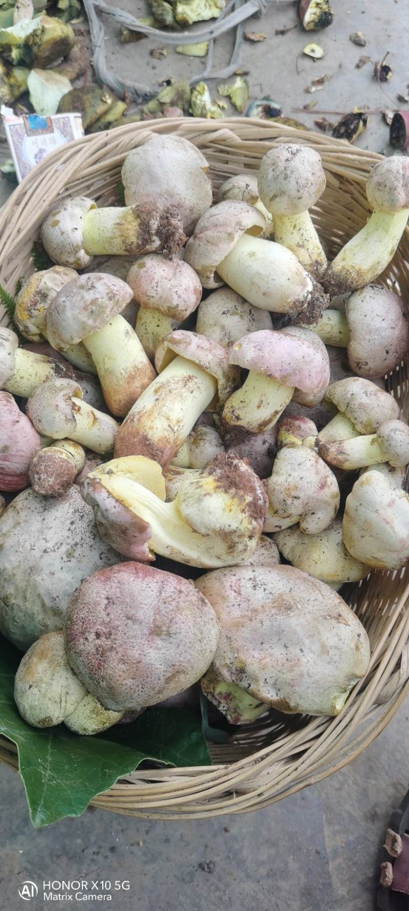 野生菌白葱菌云南楚雄南华野生菌