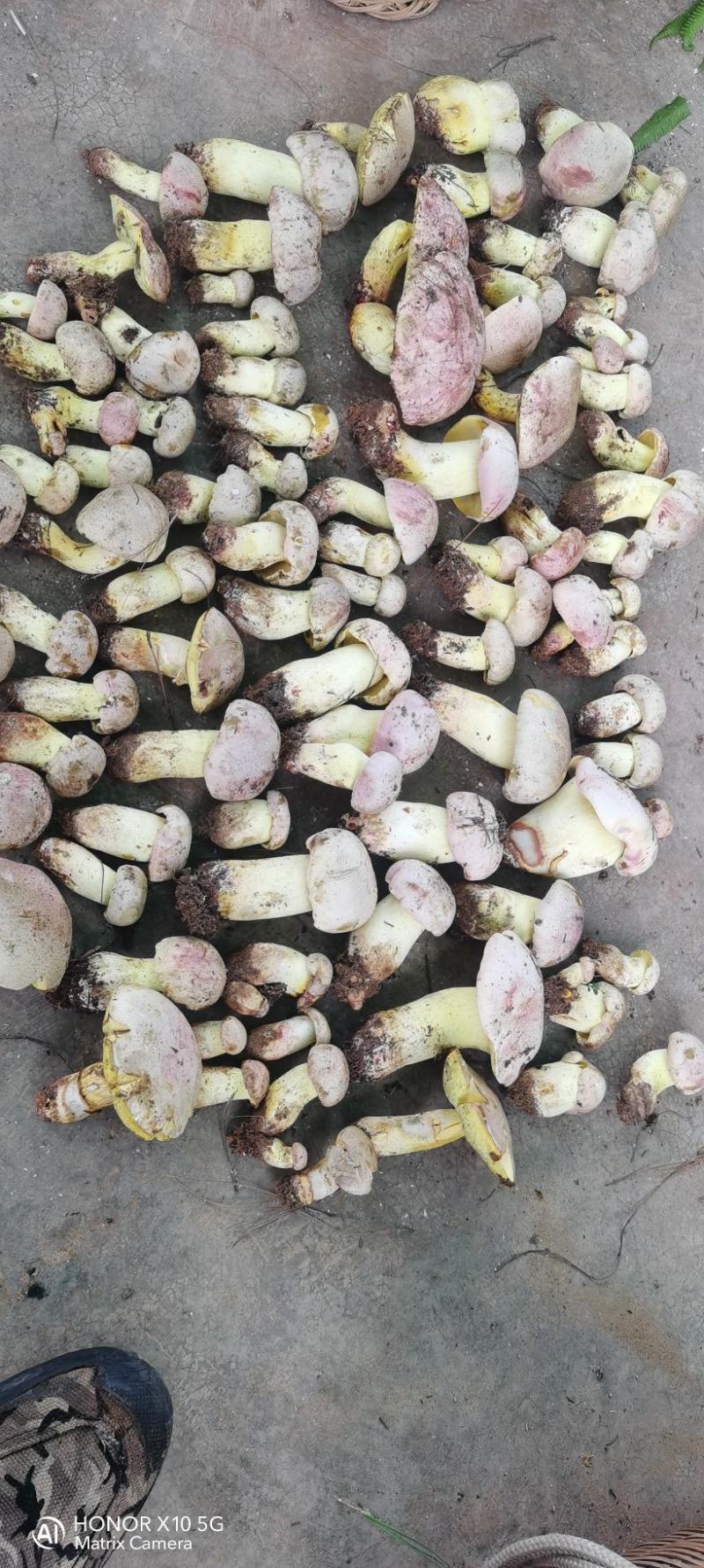 野生菌白葱菌云南楚雄南华野生菌