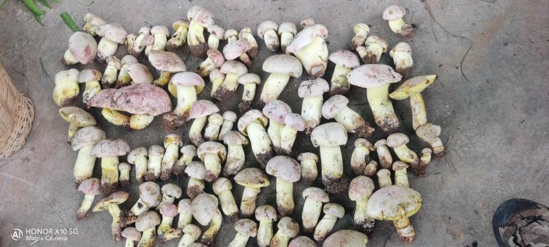 野生菌白葱菌云南楚雄南华野生菌
