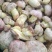 野生菌白葱菌云南楚雄南华野生菌