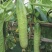 新品四季播种水果黄瓜节节瓜高产小黄瓜地载阳台盆栽菜籽农家