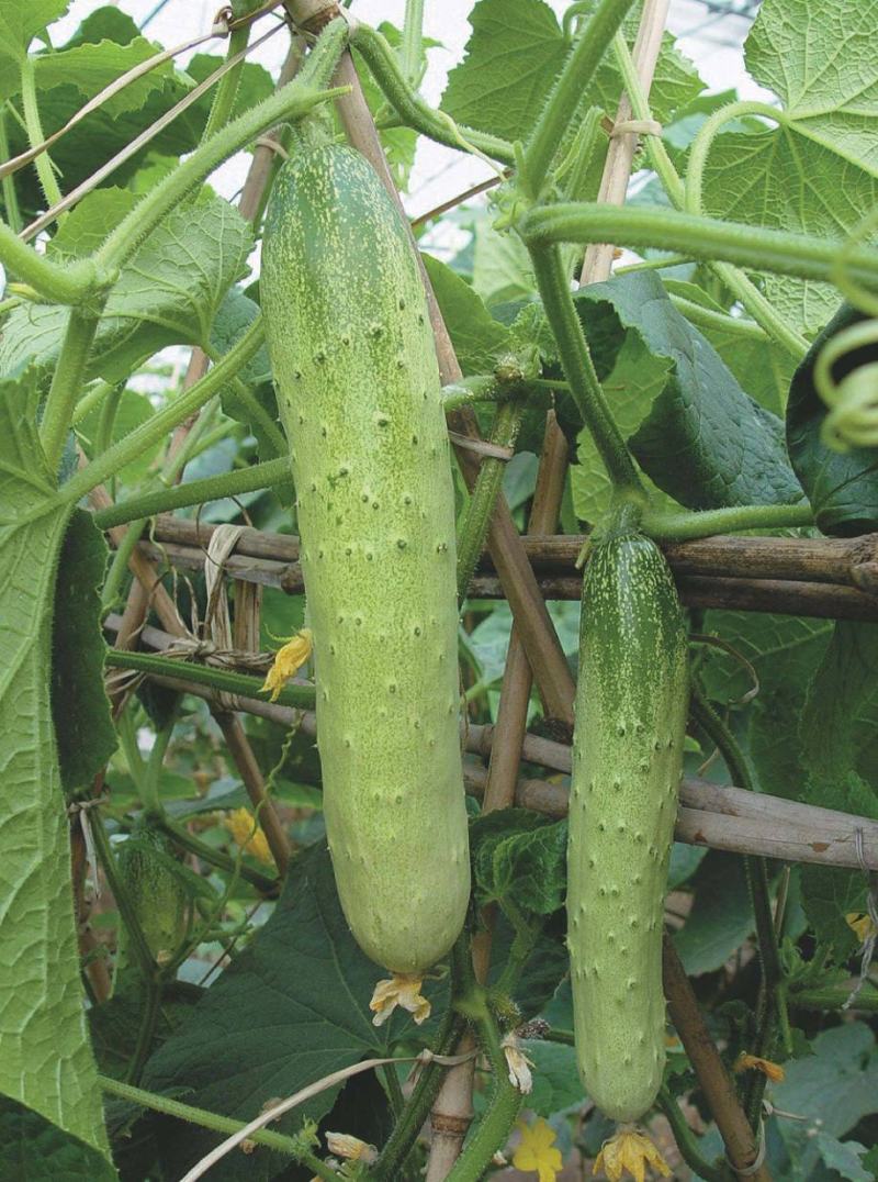 新品四季播种水果黄瓜节节瓜高产小黄瓜地载阳台盆栽菜籽农家