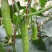 新品四季播种水果黄瓜节节瓜高产小黄瓜地载阳台盆栽菜籽农家