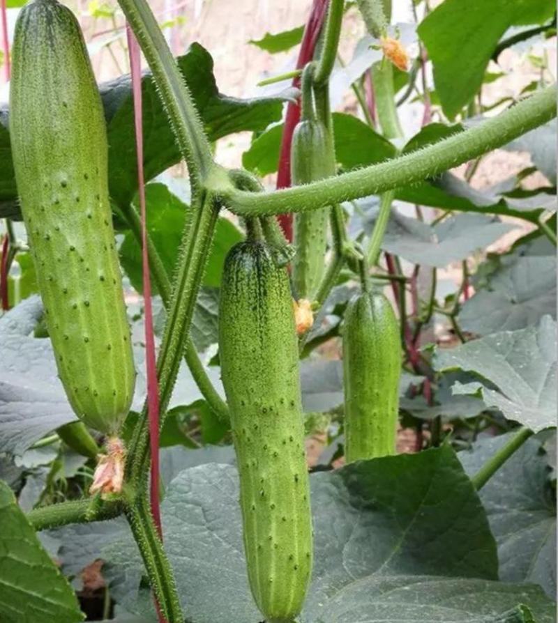 新品四季播种水果黄瓜节节瓜高产小黄瓜地载阳台盆栽菜籽农家