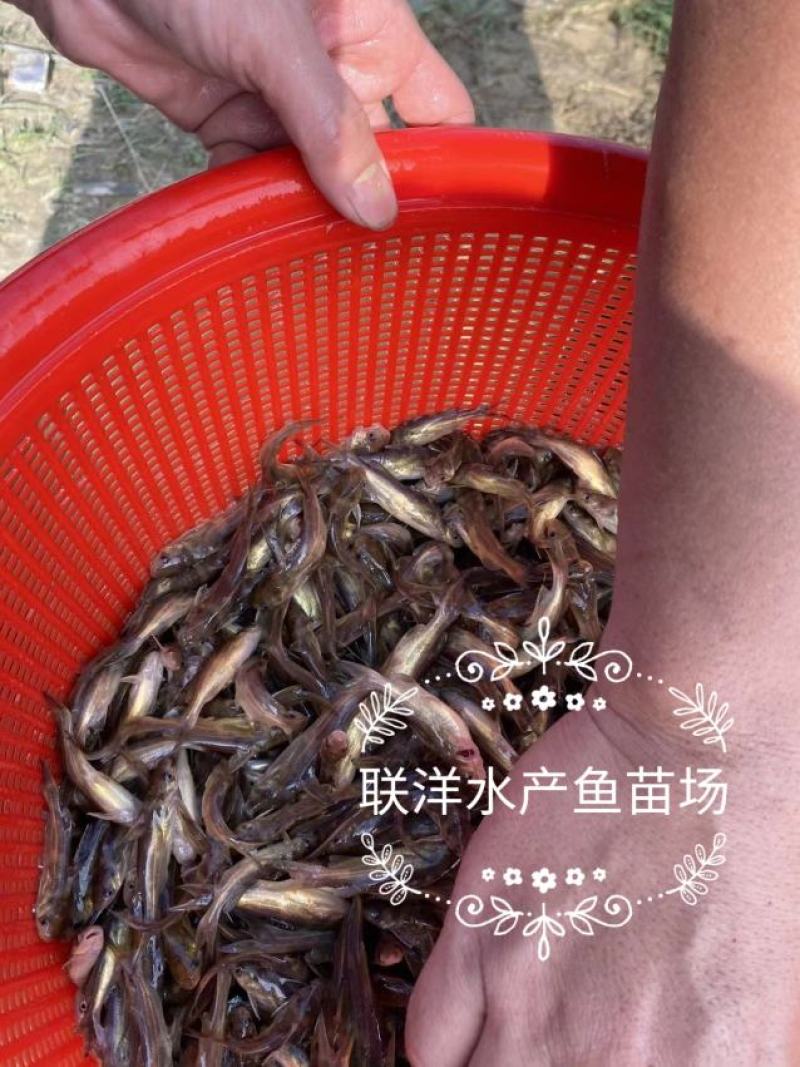 黄骨鱼苗杂交黄骨鱼苗黄颡鱼苗黄辣丁鱼苗百万现货
