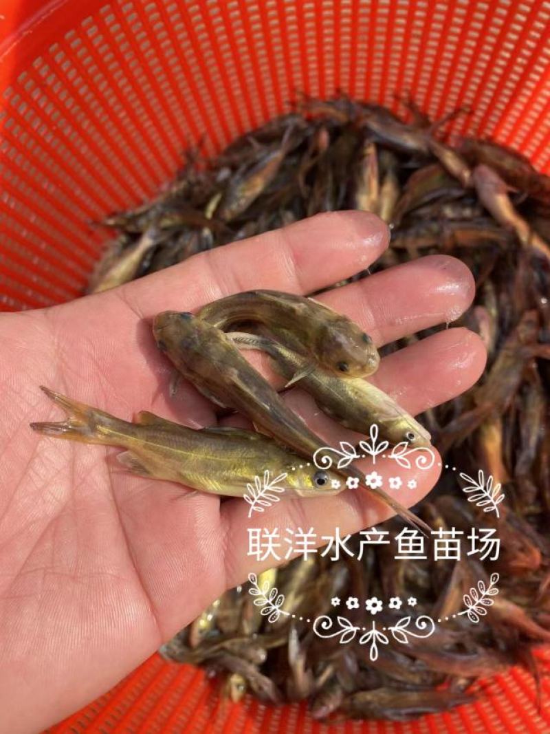 黄骨鱼苗杂交黄骨鱼苗黄颡鱼苗黄辣丁鱼苗百万现货
