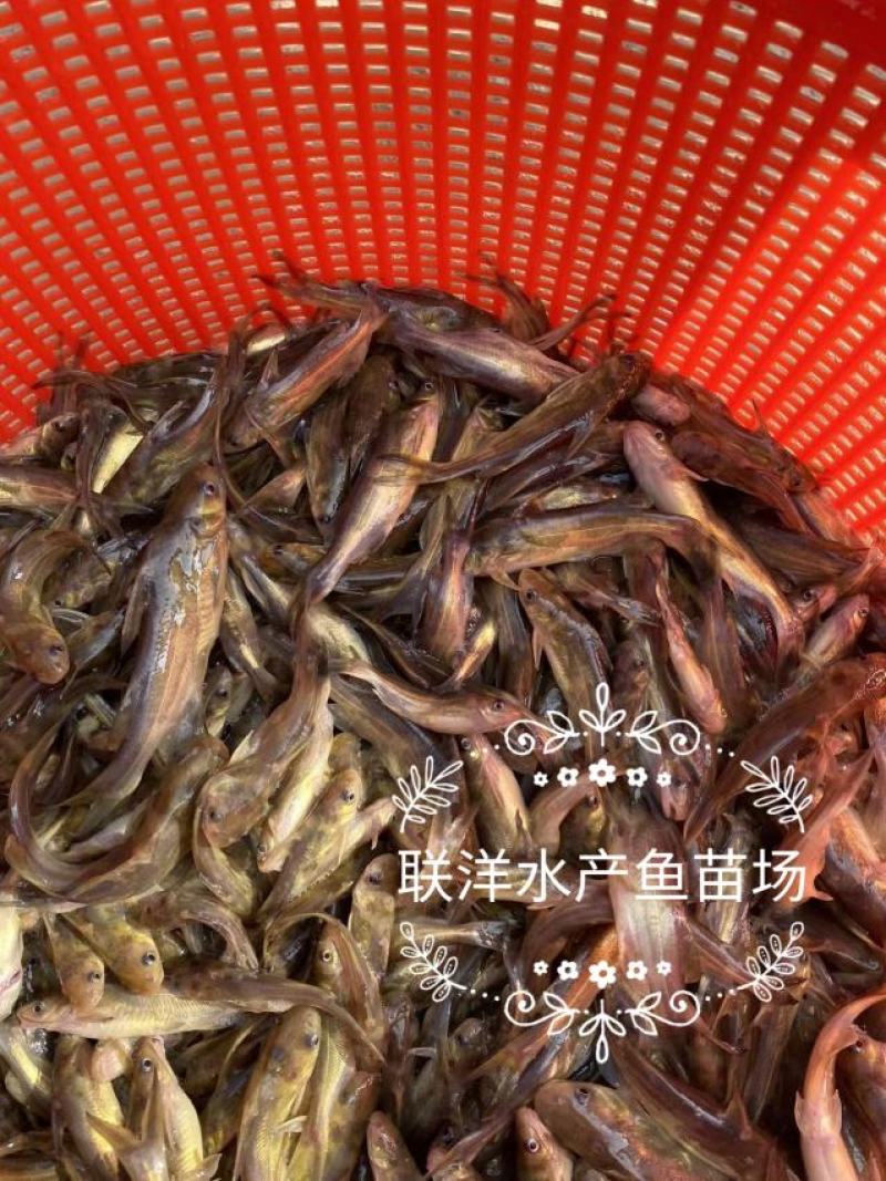 黄骨鱼苗杂交黄骨鱼苗黄颡鱼苗黄辣丁鱼苗百万现货