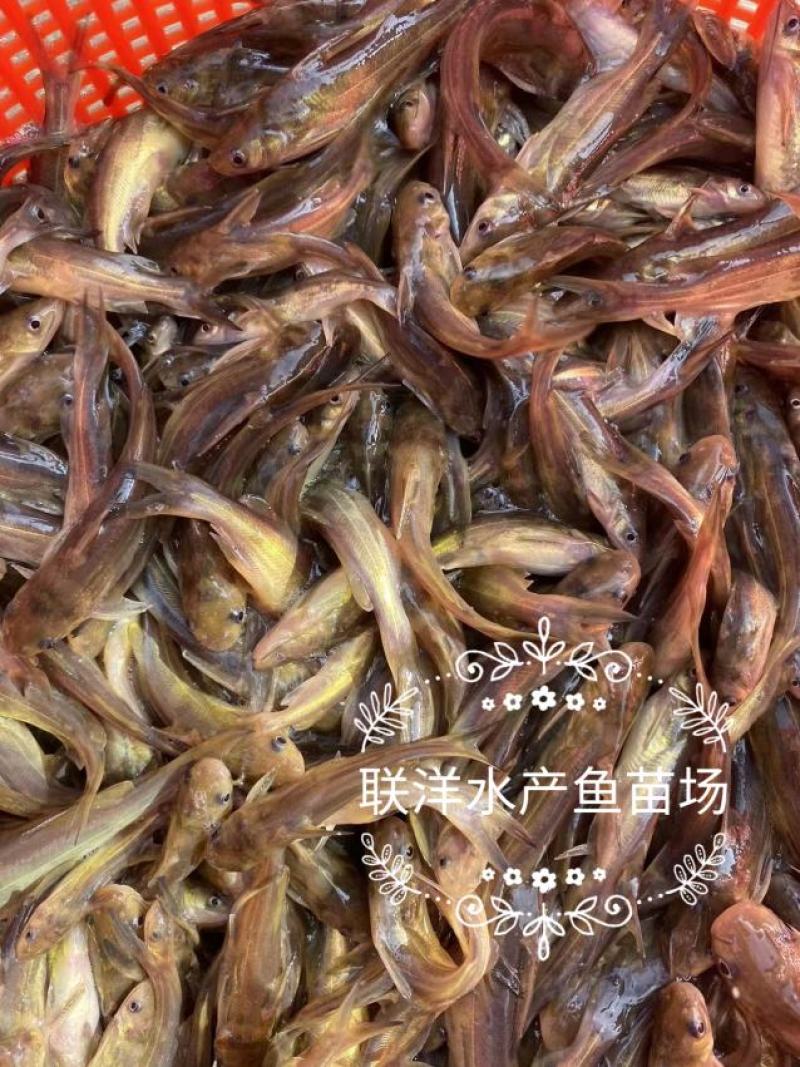 黄骨鱼苗杂交黄骨鱼苗黄颡鱼苗黄辣丁鱼苗百万现货