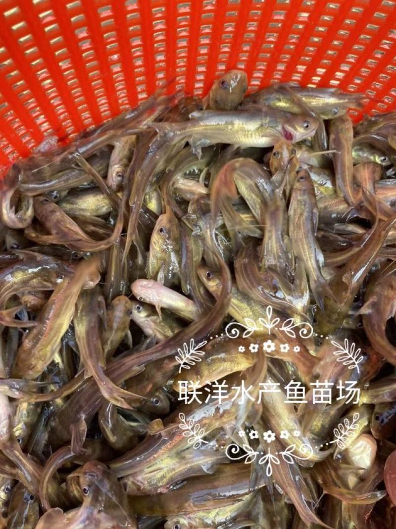 黄骨鱼苗杂交黄骨鱼苗黄颡鱼苗黄辣丁鱼苗百万现货