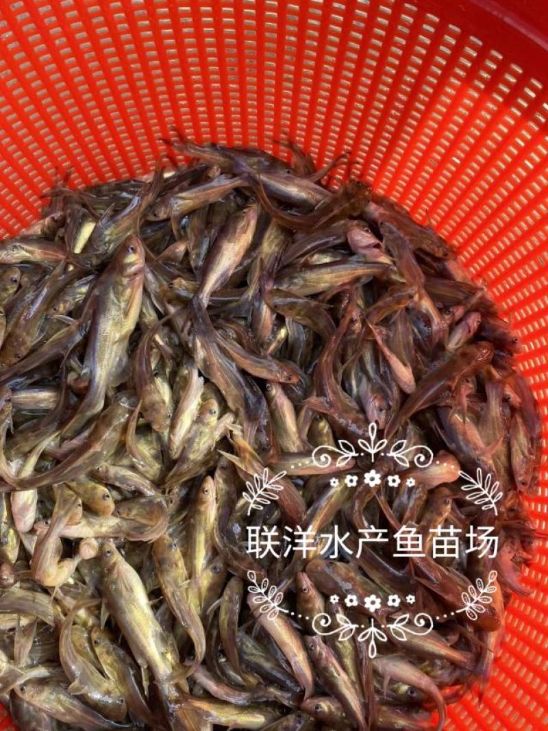 黄骨鱼苗杂交黄骨鱼苗黄颡鱼苗黄辣丁鱼苗百万现货