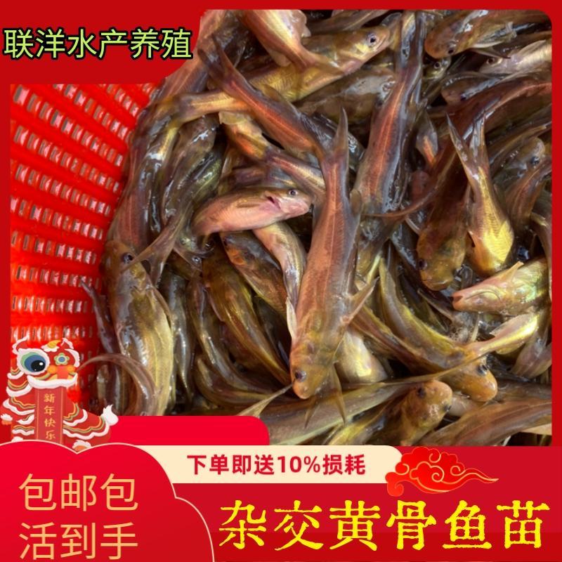 黄骨鱼苗杂交黄骨鱼苗黄颡鱼苗黄辣丁鱼苗百万现货