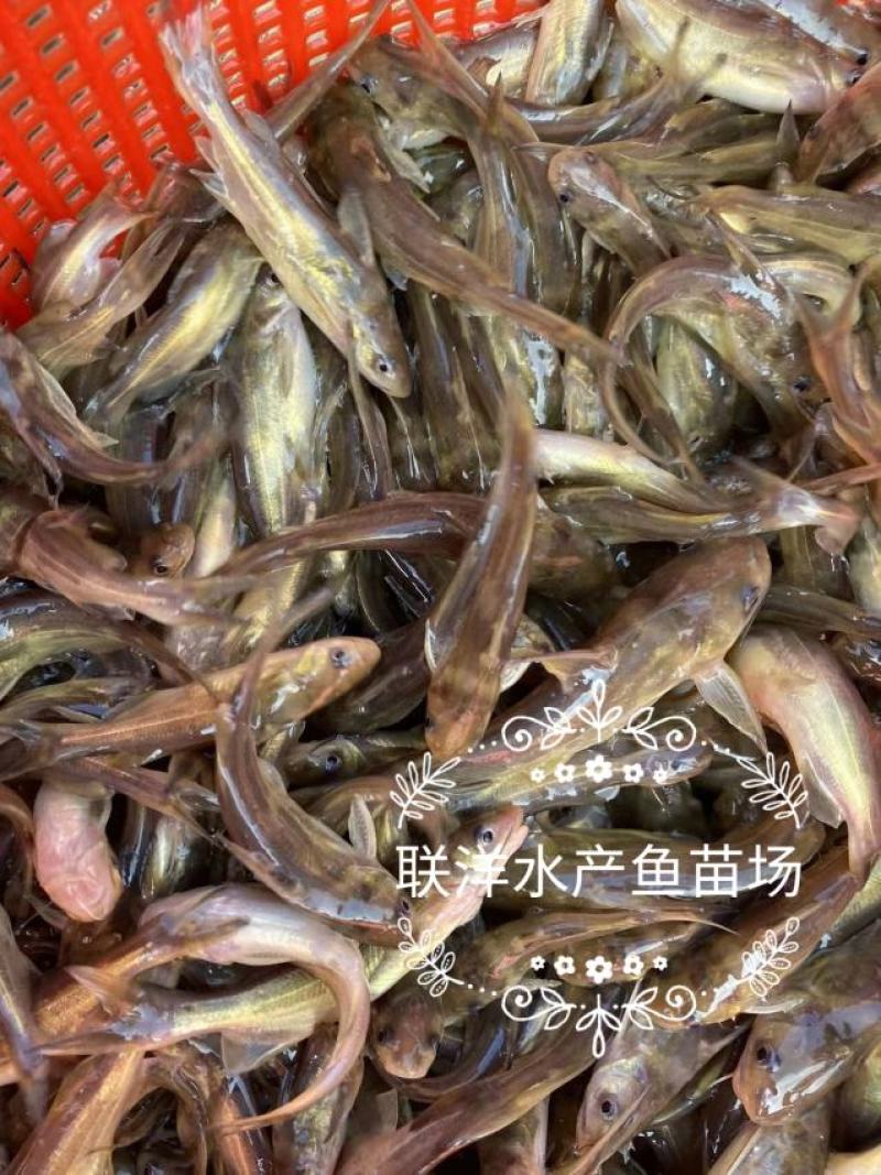 黄骨鱼苗杂交黄骨鱼苗黄颡鱼苗黄辣丁鱼苗百万现货