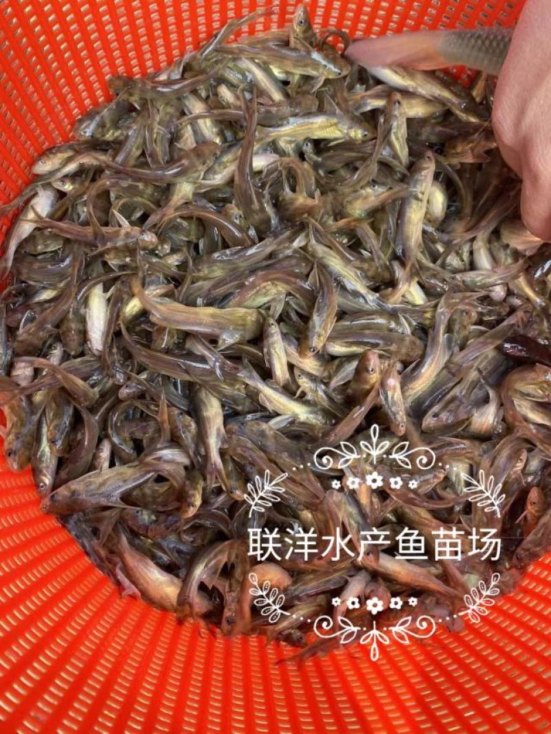 黄骨鱼苗杂交黄骨鱼苗黄颡鱼苗黄辣丁鱼苗百万现货