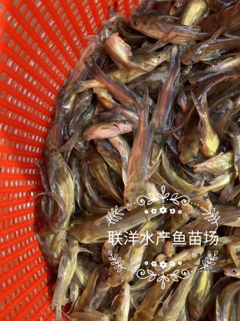 黄骨鱼苗杂交黄骨鱼苗黄颡鱼苗黄辣丁鱼苗百万现货