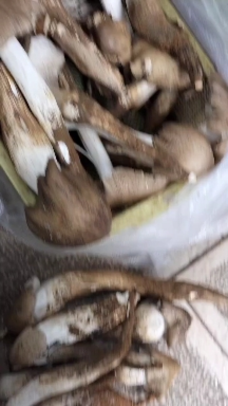 云南野生菌