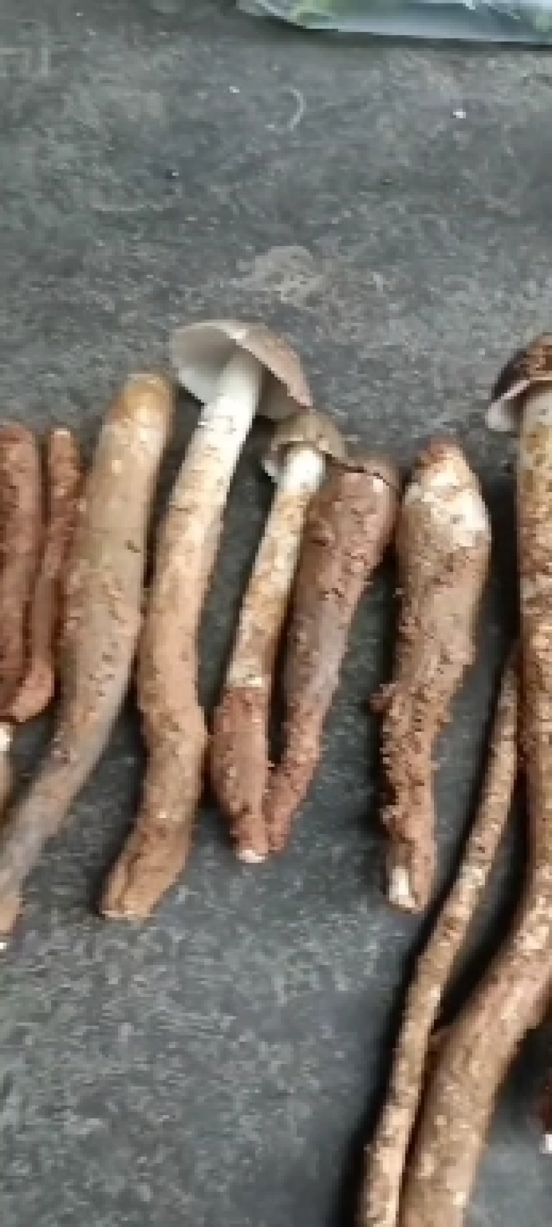 云南野生菌