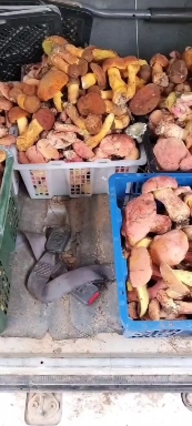云南野生菌