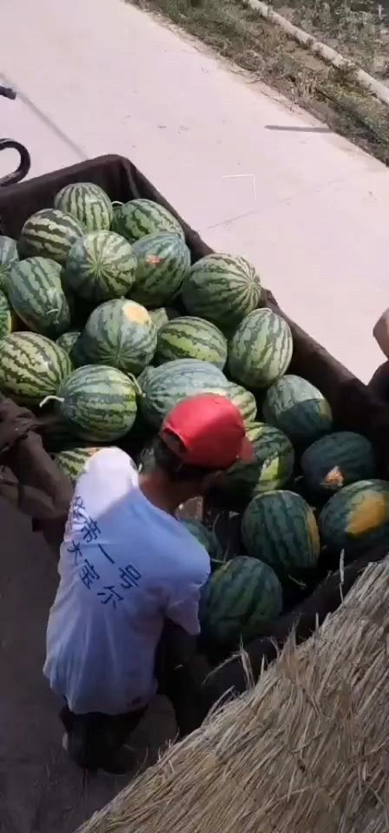【陕西蒲城甜王西瓜】，产地直销保质保量可代发，量大从优
