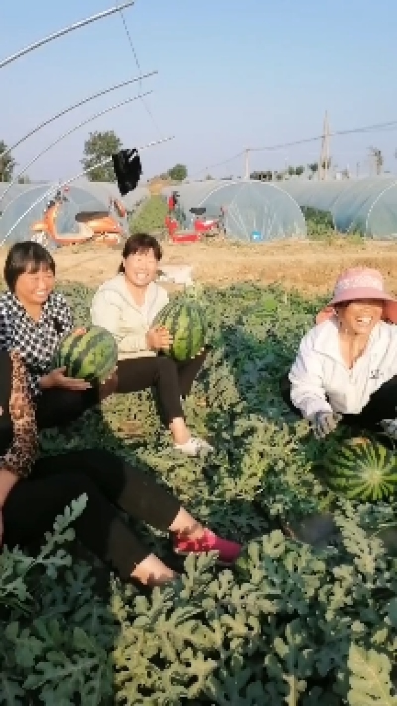【陕西蒲城甜王西瓜】，产地直销保质保量可代发，量大从优