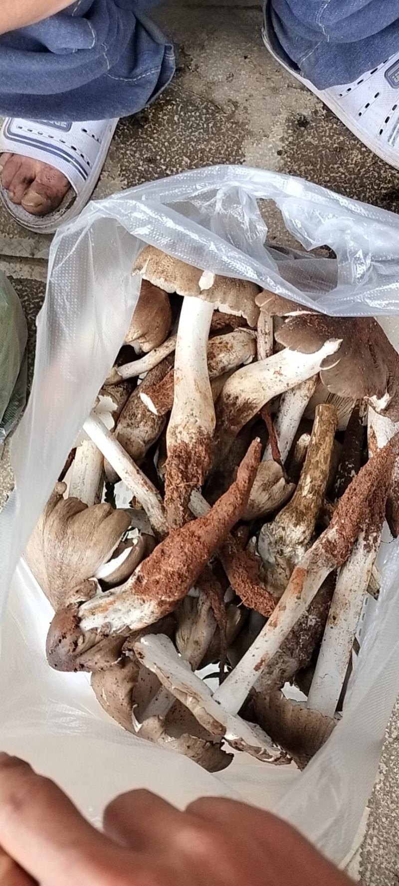 云南野生菌