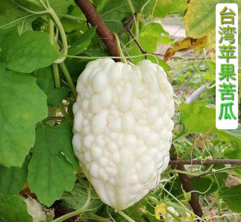 苹果苦瓜种子甘甜水果苦瓜种子台湾苹果苦瓜种子蔬菜种子