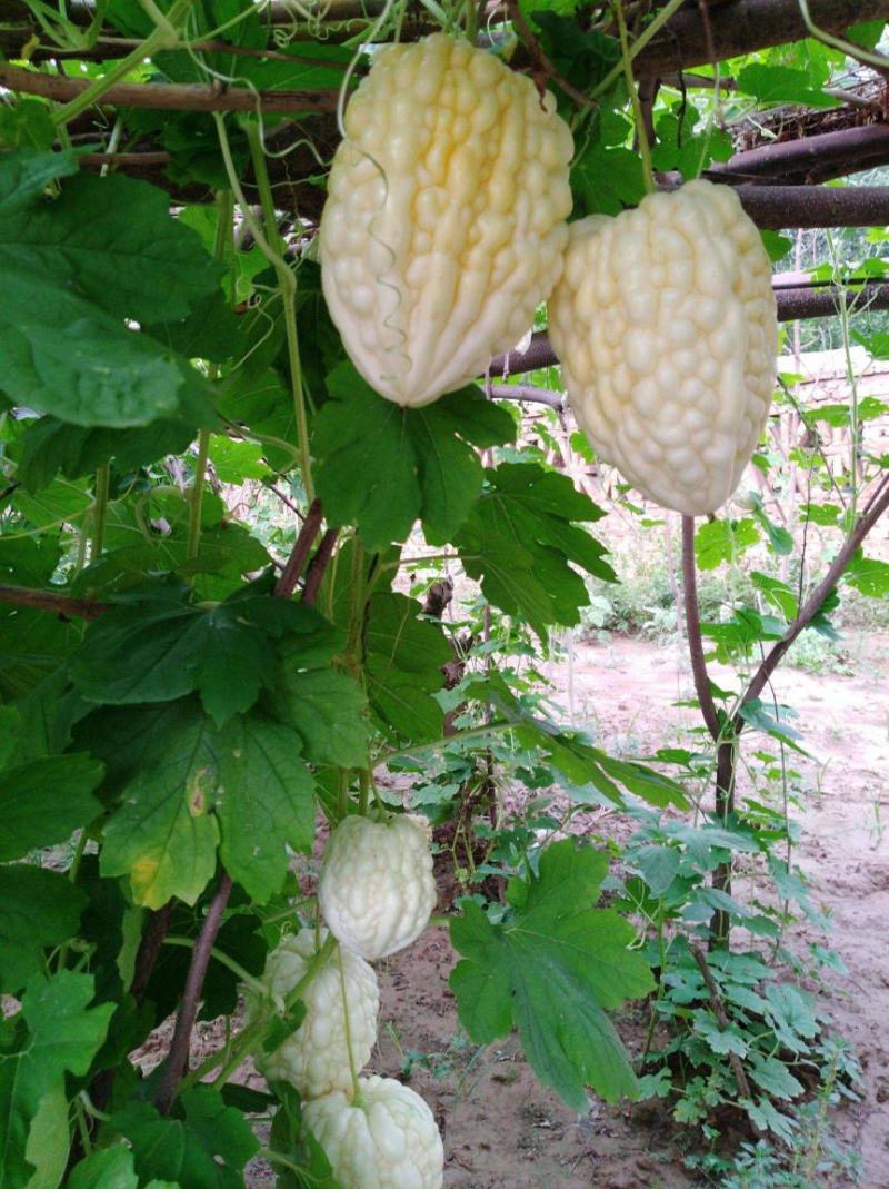 苹果苦瓜种子甘甜水果苦瓜种子台湾苹果苦瓜种子蔬菜种子