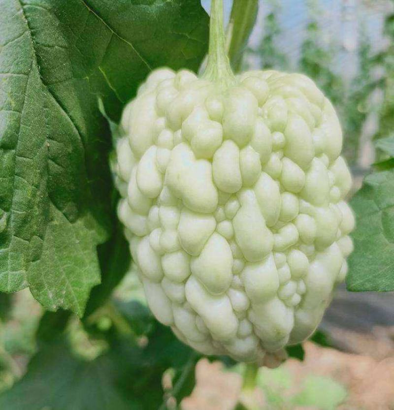 苹果苦瓜种子甘甜水果苦瓜种子台湾苹果苦瓜种子蔬菜种子
