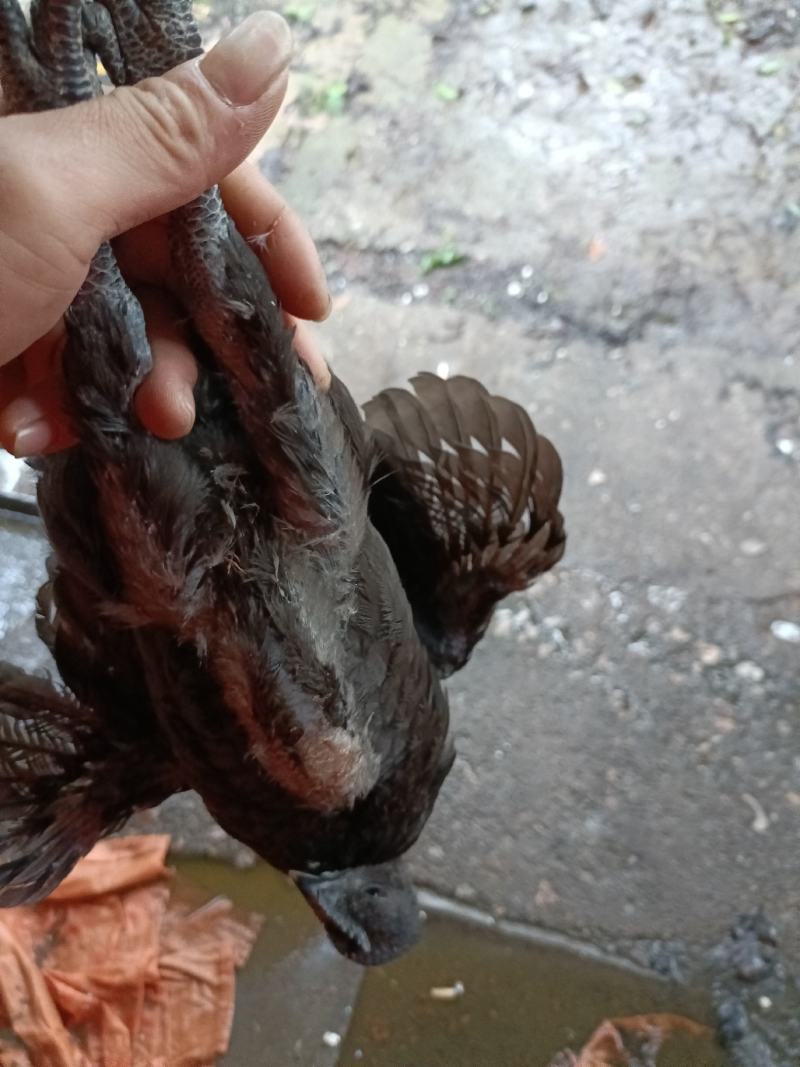 超快大黑鸡
