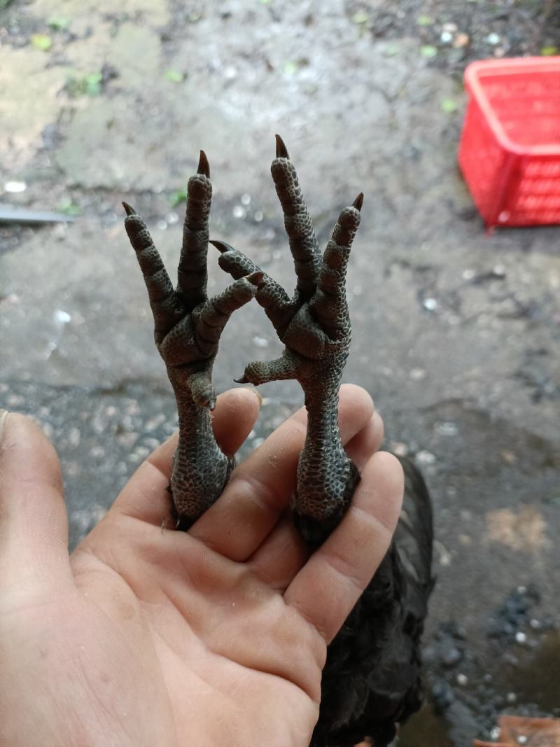 超快大黑鸡